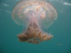 Pseudorhiza haeckeli