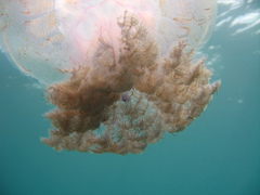 Pseudorhiza haeckeli