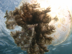 Pseudorhiza haeckeli