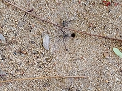 Camponotus
