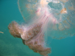 Pseudorhiza haeckeli