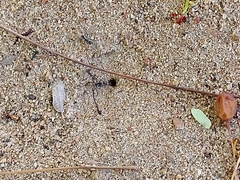 Camponotus