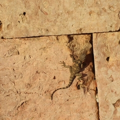 Laudakia vulgaris