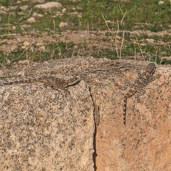 Laudakia vulgaris