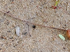 Camponotus