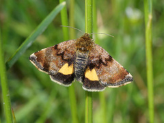 Panemeria tenebrata