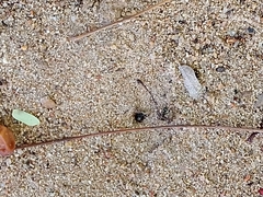Camponotus