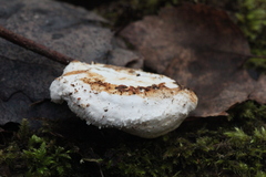 Amaropostia stiptica