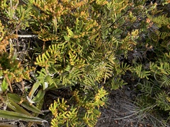 Gleichenia alpina