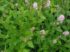 Spiraea × rosalba
