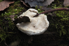 Amaropostia stiptica