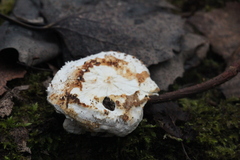 Amaropostia stiptica
