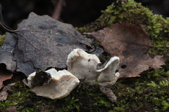 Amaropostia stiptica