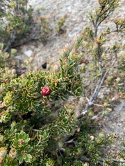 Cyathodes straminea
