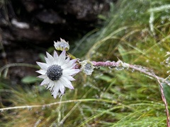 Alepidea thodei