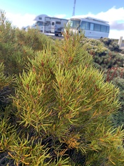 Orites acicularis