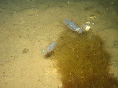 Sepioteuthis australis