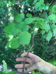 Rubus canadensis