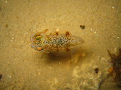 Sepioteuthis australis