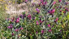 Echium