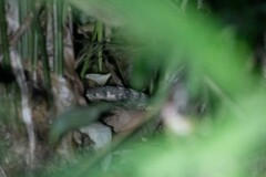 Dasypus novemcinctus