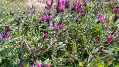 Echium