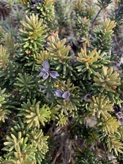 Orites revolutus