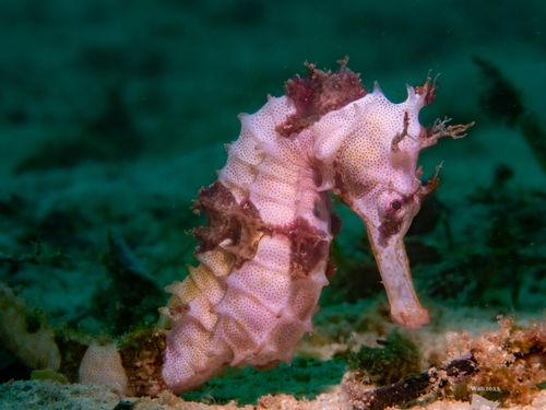 Gevleugeld zeepaardje (Hippocampus alatus) — Syngnathidae