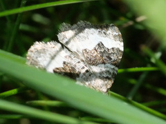 Xanthorhoe montanata