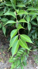 Syzygium acuminatissimum