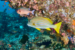 Plectorhinchus chrysotaenia