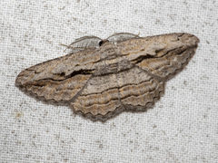 Scioglyptis loxographa