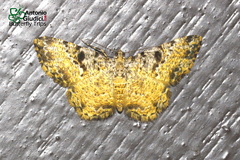 Monocerotesa strigata