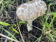 Chlorophyllum brunneum