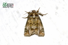 Antitrisuloides catocalina