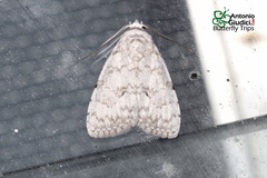 Barasa acronyctoides