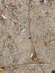 Camponotus