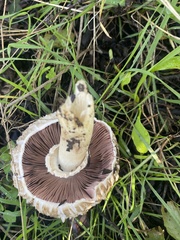 Chlorophyllum brunneum