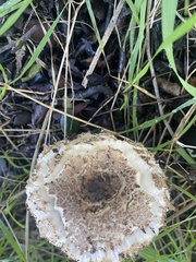 Chlorophyllum brunneum