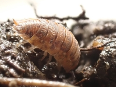 Porcellio scaber