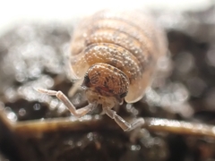 Porcellio scaber