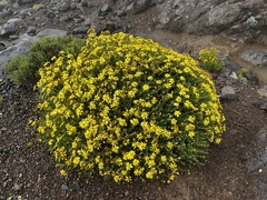 Senecio seminiveus