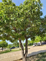 Mangifera indica