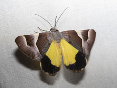 Niceteria macrocosma