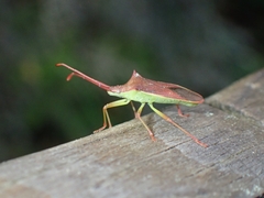 Gonocerus insidiator