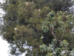 Myiopsitta monachus