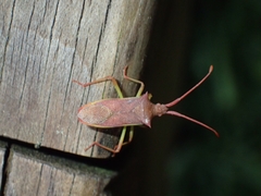 Gonocerus insidiator