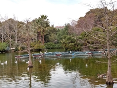 Chroicocephalus ridibundus