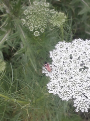 Pseudomops neglectus