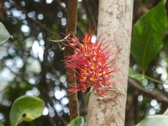 Geissois pruinosa